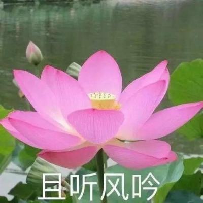 刘德华护阿嬷的情书